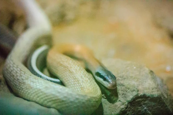 리들리의 아름다움 Ratsnake Orthriophis Taeniurus Ridleyi Colubridae에에서의 — 스톡 사진