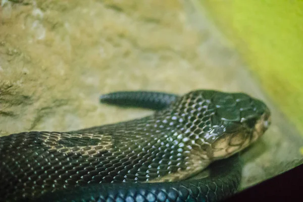 Monocellate Cobra Naja Kaouthia Een Cobra Die Voorkomt Zuid Zuidoost — Stockfoto