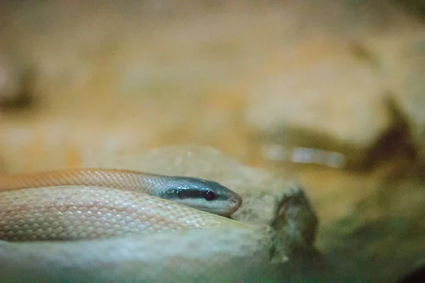 リドリーの美しさのヘビ 洞窟住居 Ratsnake レーサー Orthriophis Taeniurus Ridleyi の洞窟 家族ナミヘビ科のヘビの種 — ストック写真
