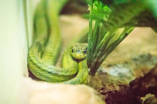 スネーク ファームおよび共通の名前で緑色の猫蛇 Boiga Cyanea シアン顎猫蛇 緑色の猫ヘビ 緑色のヘビ — ストック写真