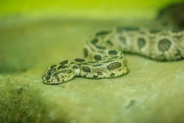 Siamese russell's viper (daboia russelii siamensis) in the snake farm. Daboia siamensis is a venomous viper species that is endemic to parts of Southeast Asia, southern China and Taiwan.