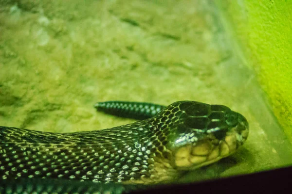 Cobra Monoclada Naja Kaouthia También Llamada Cobra Monocelada Una Especie —  Fotos de Stock