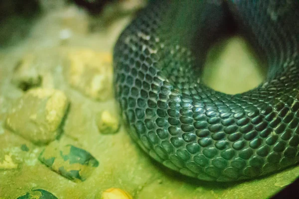 Kobra Monoklonalna Naja Kaouthia Zwana Również Kobrą Jednokomórkową Jest Gatunkiem — Zdjęcie stockowe