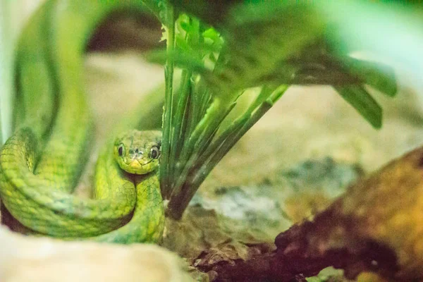 Cobra Gato Verde Boiga Cyanea Fazenda Cobras Nomes Comuns São — Fotografia de Stock