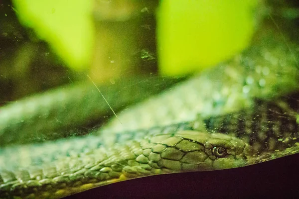 Kobra Ophiophagus Hannah Také Známý Jako Hamadryad Druh Jedovatých Hadů — Stock fotografie