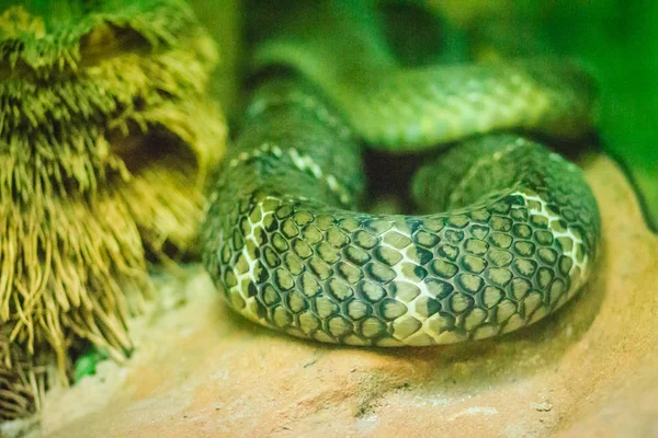 Cobra Real Ophiophagus Hannah También Conocida Como Hamadryad Una Especie —  Fotos de Stock