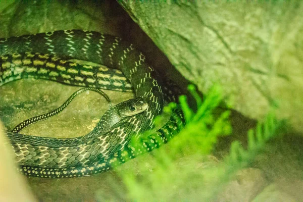 Ratto Chiglia Ptyas Carinata Nella Fattoria Serpente Conosciuto Comunemente Come — Foto Stock