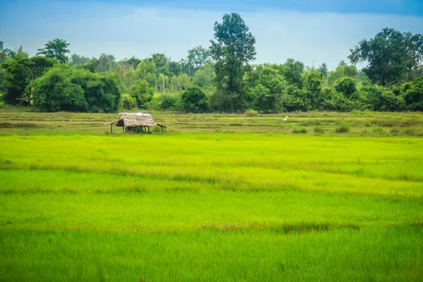 Uma Casa Tranquila Fazenda Arroz Com Fundo Verde Campo Arroz — Fotografia de Stock