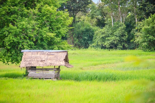 Uma Casa Tranquila Fazenda Arroz Com Fundo Verde Campo Arroz — Fotografia de Stock