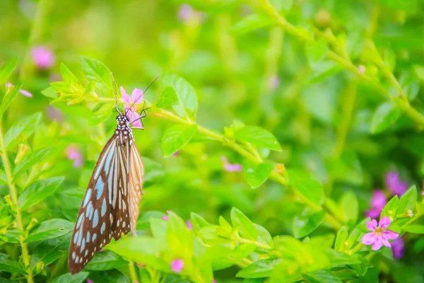 어두운 타이거 나비는 보라색 멕시코 선택적 — 스톡 사진