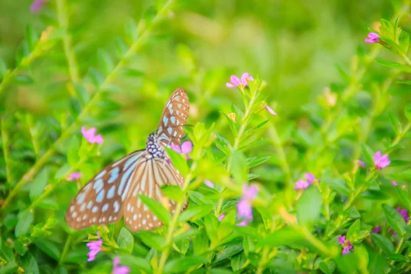 어두운 타이거 나비는 보라색 멕시코 선택적 — 스톡 사진