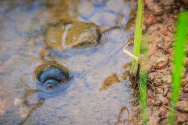Altın applesnail veya Channeled applesnail yurt dışından ithal uzaylıysa. Tayland hemen hemen her alanda artan ve yaymak sayıdır. Bir büyük pirinç düşman bir tatlı su yumuşakça olduğunu.