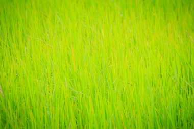 Yaprakları yeşil pirinç ağaç arka planda tarım mevsiminde organik pirinç tarlaları.