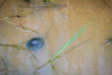Altın applesnail veya Channeled applesnail yurt dışından ithal uzaylıysa. Tayland hemen hemen her alanda artan ve yaymak sayıdır. Bir büyük pirinç düşman bir tatlı su yumuşakça olduğunu.