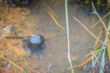 Altın applesnail veya Channeled applesnail yurt dışından ithal uzaylıysa. Tayland hemen hemen her alanda artan ve yaymak sayıdır. Bir büyük pirinç düşman bir tatlı su yumuşakça olduğunu.