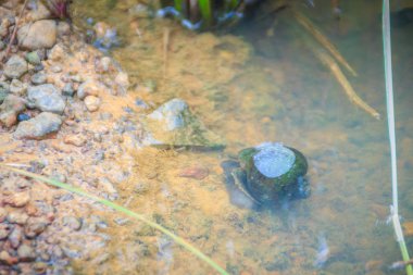 Altın applesnail veya Channeled applesnail yurt dışından ithal uzaylıysa. Tayland hemen hemen her alanda artan ve yaymak sayıdır. Bir büyük pirinç düşman bir tatlı su yumuşakça olduğunu.