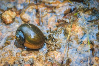 Altın applesnail veya Channeled applesnail yurt dışından ithal uzaylıysa. Tayland hemen hemen her alanda artan ve yaymak sayıdır. Bir büyük pirinç düşman bir tatlı su yumuşakça olduğunu.