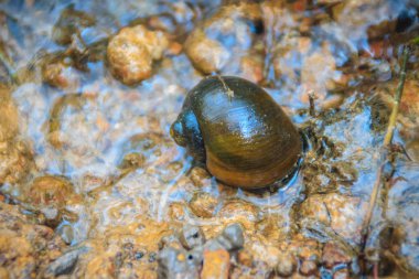 Altın applesnail veya Channeled applesnail yurt dışından ithal uzaylıysa. Tayland hemen hemen her alanda artan ve yaymak sayıdır. Bir büyük pirinç düşman bir tatlı su yumuşakça olduğunu.
