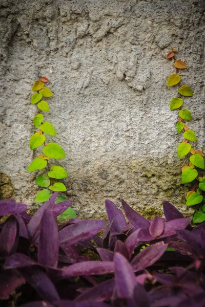 粗糙的墙壁与常春藤和紫色的叶子背景 在粗糙的墙壁上攀爬无花果与流浪犹太人的背景 粗糙墙上绿色蠕动无花果和紫色部分的背景和纹理 — 图库照片