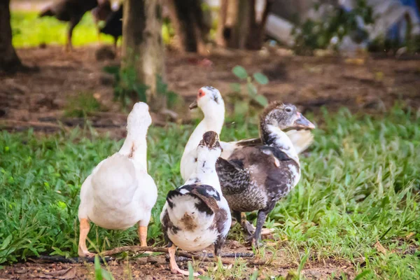 Domestic Muscovy Ducks Open Farming Muscovy Duck Cairina Moschata Large — Stock Photo, Image