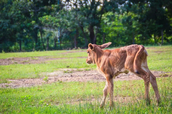 A cute little red calf cow hybrid is standing up from its breaks and start to walk on the green grass field.