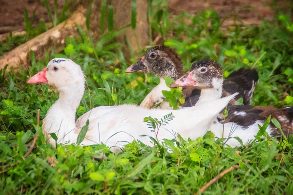 Aile Içi Muscovy Açık Tarım Ördekler Misk Ördeği Cairina Büyük — Stok fotoğraf