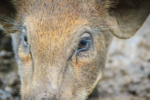 Close up face of domesticated wild boar in the tropical forest. The wild boar (Sus scrofa), also known as the wild swine or Eurasian wild pig, is a suid native to much of Eurasia and North Africa.