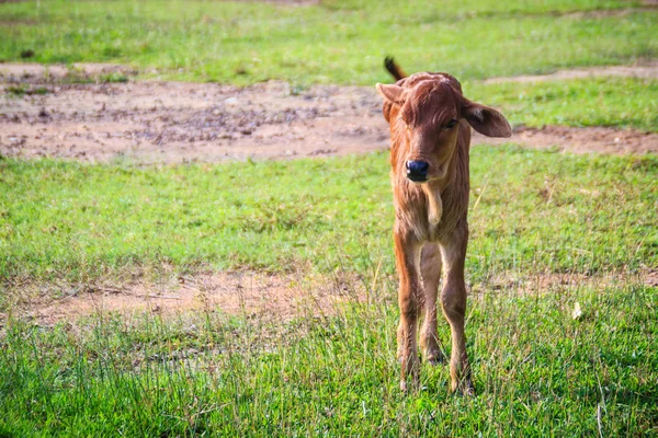 A cute little red calf cow hybrid is standing up from its breaks and start to walk on the green grass field.