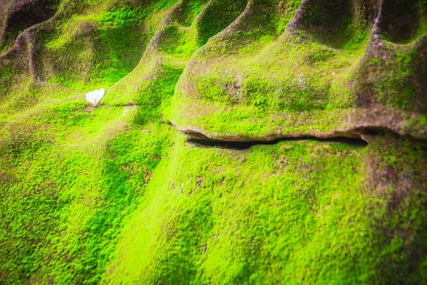 绿色的苔藓背景覆盖了热带前部粗糙的石头 灰色石头与绿色苔藓纹理背景 特写镜头的老石头在自然森林中生长着绿色的苔藓 — 图库照片