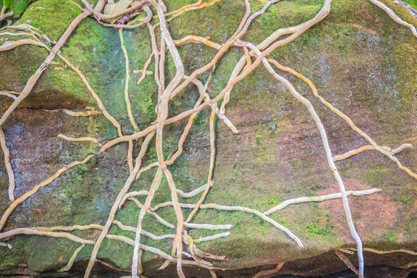 Корни Орхидеи Покрывают Камень Зеленым Мхом Запутанный Фон Диким Корнем — стоковое фото