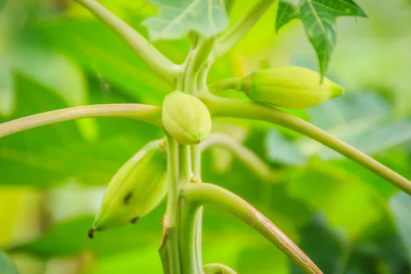 Dwarf Papaya Due Lack Fertilizer Diseased Papaya Plantation Low Productivity — Stock Photo, Image