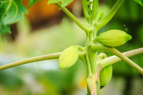Dwarf Papaya Due Lack Fertilizer Diseased Papaya Plantation Low Productivity — Stock Photo, Image