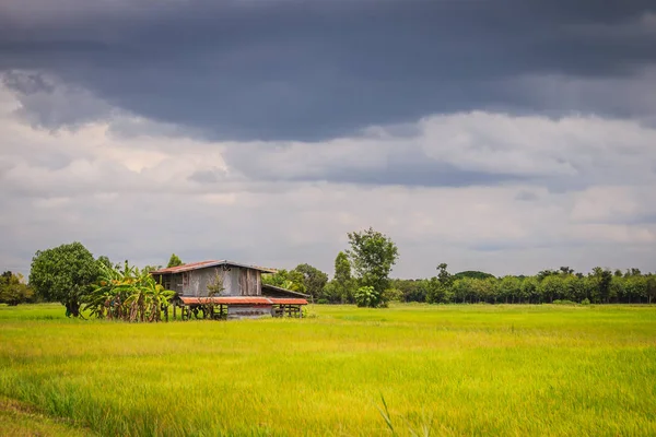 Yeşil Pirinç Çiftlik Karanlık Fırtınalı Gökyüzü Arka Plan Ile Huzurlu — Stok fotoğraf