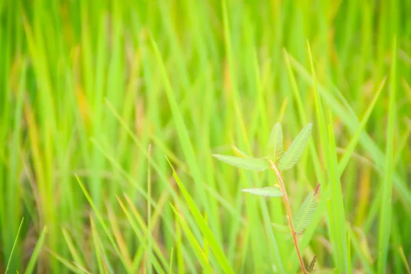 Folhas Fundo Árvore Arroz Verde Nos Campos Arroz Orgânico Durante — Fotografia de Stock