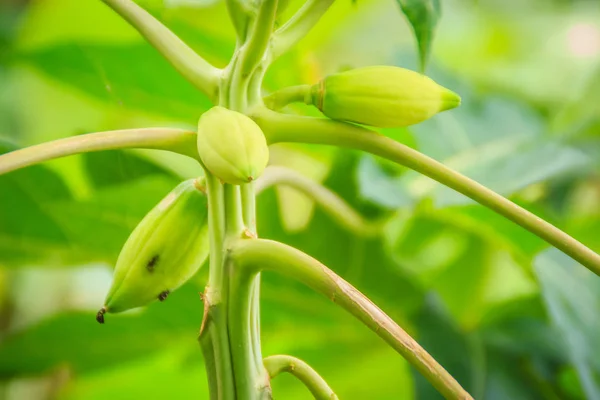 Dwarf Papaya Due Lack Fertilizer Diseased Papaya Plantation Low Productivity — Stock Photo, Image