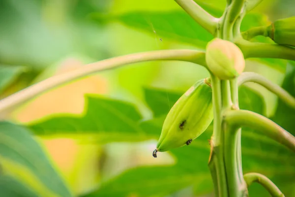 Dwarf Papaya Due Lack Fertilizer Diseased Papaya Plantation Low Productivity — Stock Photo, Image