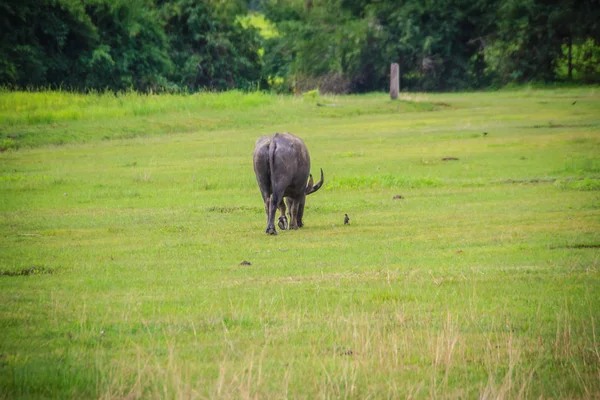 水牛または国内アジア水牛は緑の芝生のフィールドで鳥と草を食べています — ストック写真