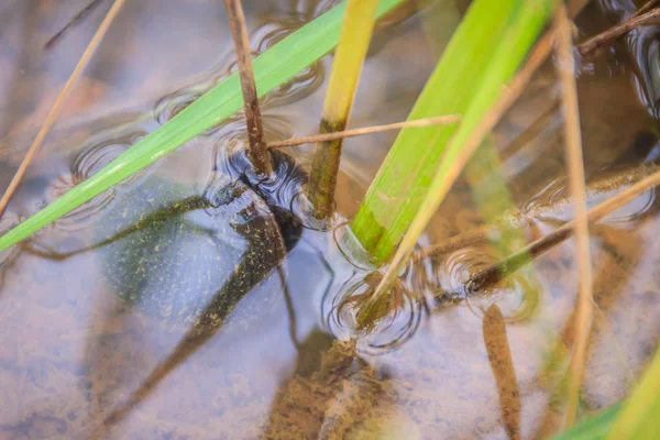 Altın applesnail veya Channeled applesnail (elma salyangozu) pirinç ağaçlar yiyor. Bir büyük pirinç düşman yabancı tatlı su yumuşakça olduğunu.