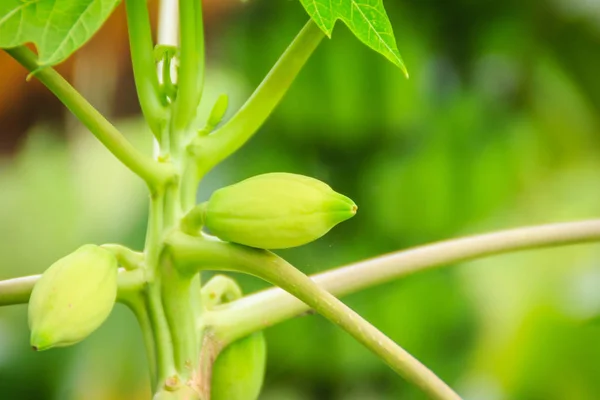 Dwarf Papaya Due Lack Fertilizer Diseased Papaya Plantation Low Productivity — Stock Photo, Image