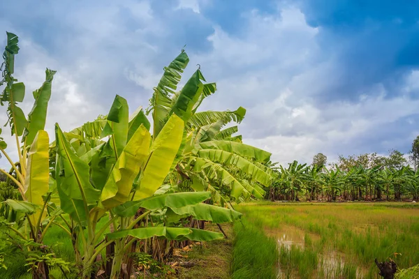Gemengde Landbouw Door Bananenbomen Planten Rijstvelden Landbouwsysteem Waarin Akkerbouwer Verschillende — Stockfoto