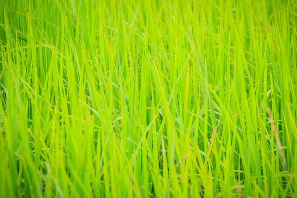Listy Zelené Rýže Strom Pozadí Polích Organické Rýže Sezóně Zemědělství — Stock fotografie