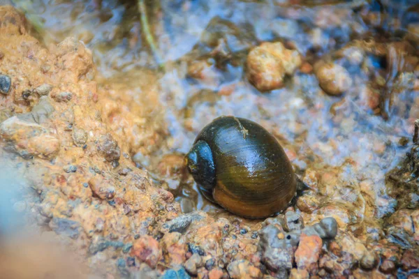 Applesnail Channeled Applesnail 해외에서 외계인 분야에서 그것은 — 스톡 사진