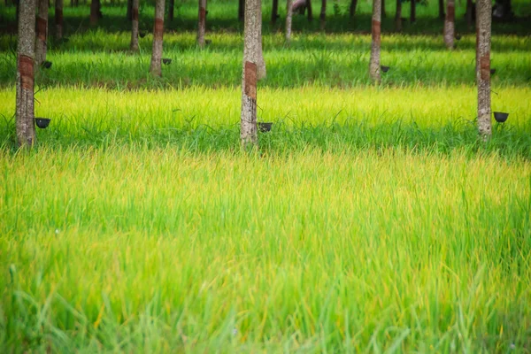 Mixed Farming Planting Rubber Trees Rice Fields Agricultural System Which — Stock Photo, Image