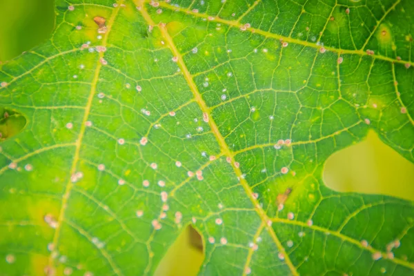 Spotted Papaya Leaf Due Lack Fertilizer Diseased Papaya Plantation Low — Stock Photo, Image