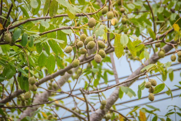 Luomu Vihreä Sika Luumu Spondias Pinnata Hedelmiä Puussa Spondias Pinnata — kuvapankkivalokuva