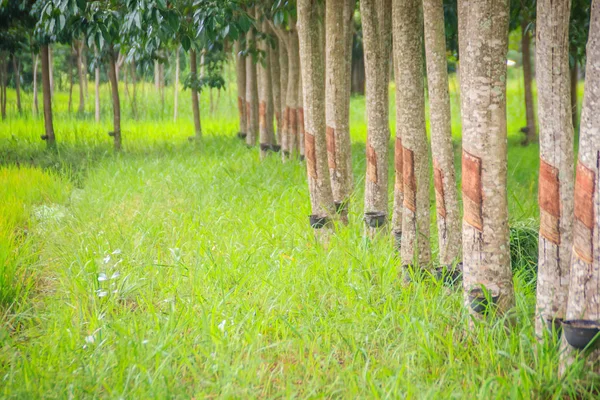 Agricoltura Mista Mediante Piantagione Alberi Gomma Risaie Sistema Agricolo Cui — Foto Stock