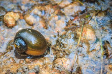Altın applesnail veya Channeled applesnail yurt dışından ithal uzaylıysa. Tayland hemen hemen her alanda artan ve yaymak sayıdır. Bir büyük pirinç düşman bir tatlı su yumuşakça olduğunu.