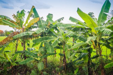 Karışık pirinç tarlaları muz ağaç dikim tarafından tarım tarım sistemi bir çiftçi tarım uygulamaları birlikte iki farklı yapar veya bitkiler aynı anda aynı alanda daha fazla olduğunu.