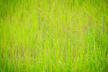 Yaprakları yeşil pirinç ağaç arka planda tarım mevsiminde organik pirinç tarlaları.