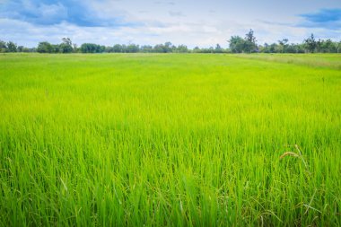 Yaprakları yeşil pirinç ağaç arka planda tarım mevsiminde organik pirinç tarlaları.
